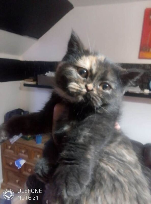 British Shorthair kittens for sale in Grangetown, North Yorkshire – 11 weeks old - Image 6 of 6