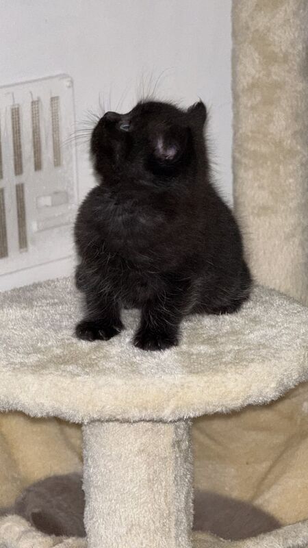 British Shorthair kittens for sale in Rusholme, Greater Manchester – 6 weeks old
