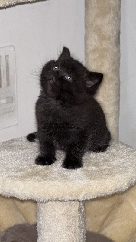 British Shorthair kittens for sale in Rusholme, Greater Manchester – 6 weeks old - Image 2 of 3