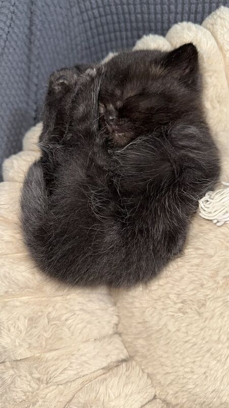 British Shorthair kittens for sale in Rusholme, Greater Manchester – 6 weeks old - Image 3 of 3