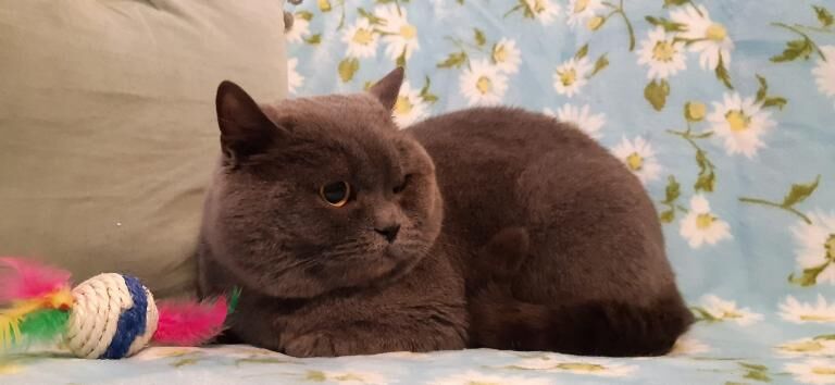 British Shorthair kittens for sale in Royton, Greater Manchester – 8 years old