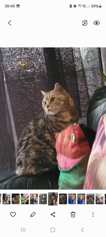 British Shorthair kittens for sale in Tiptree, Essex β 10 years old - Image 1 of 3