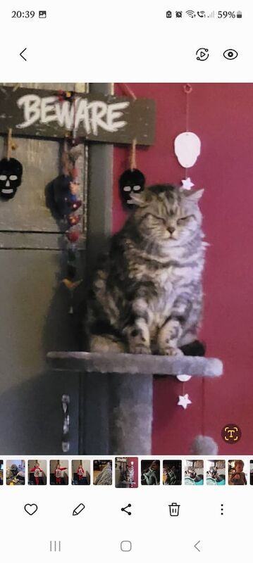 British Shorthair kittens for sale in Tiptree, Essex β 10 years old - Image 2 of 3