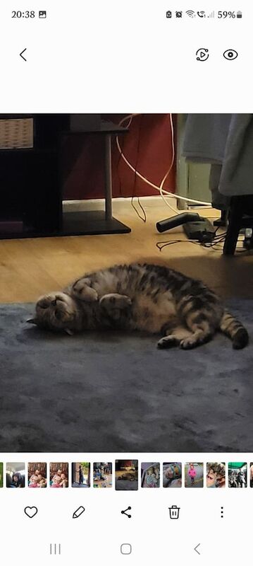 British Shorthair kittens for sale in Tiptree, Essex β 10 years old - Image 3 of 3