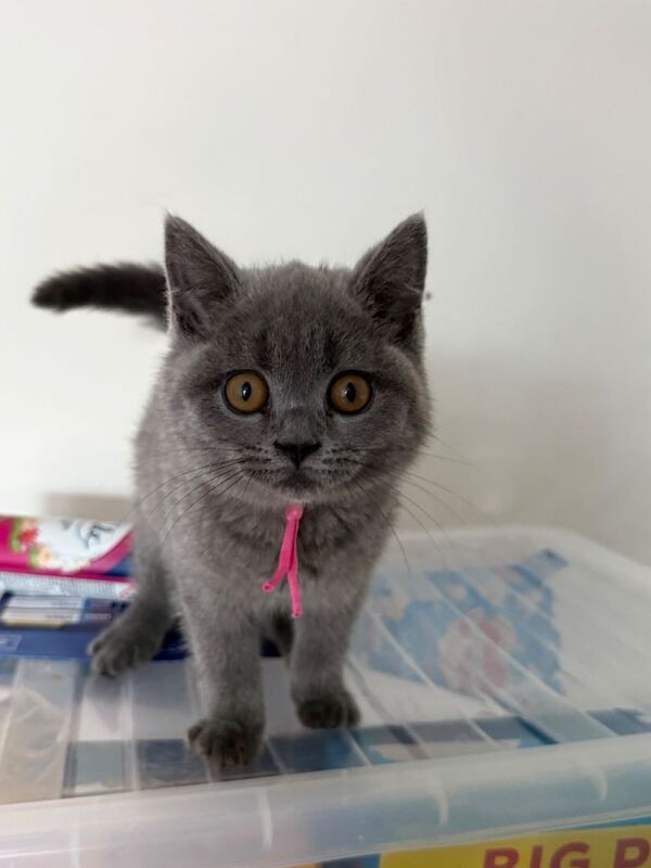 British shorthair female blue born February 20-2-2026