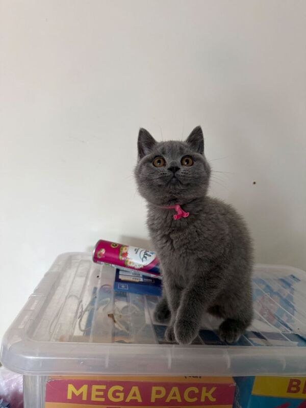 British shorthair female blue born February 20-2-2026 - Image 2 of 3