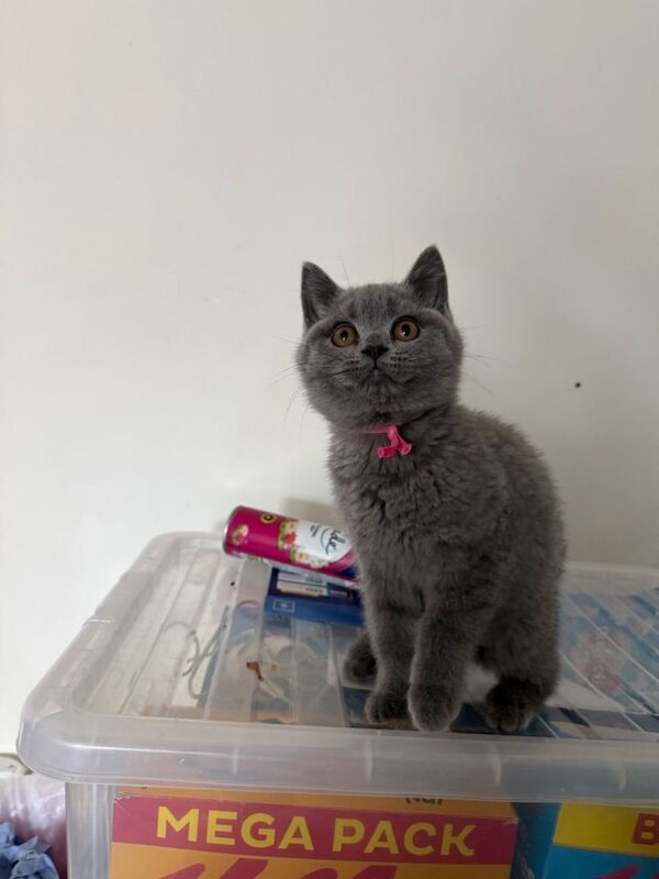 British shorthair female blue born February 20-2-2026 - Image 3 of 3