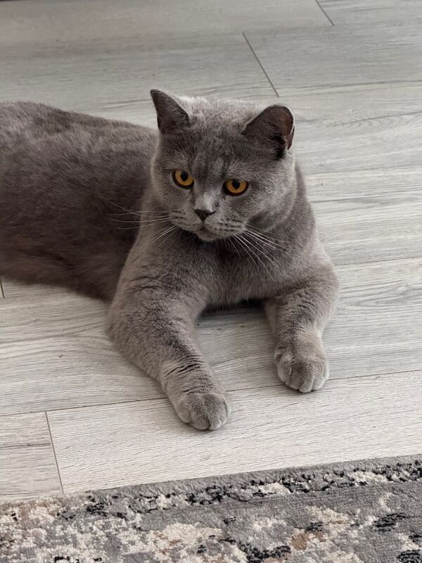 British Shorthair kittens for sale in Moseley, West Midlands – 4 years old