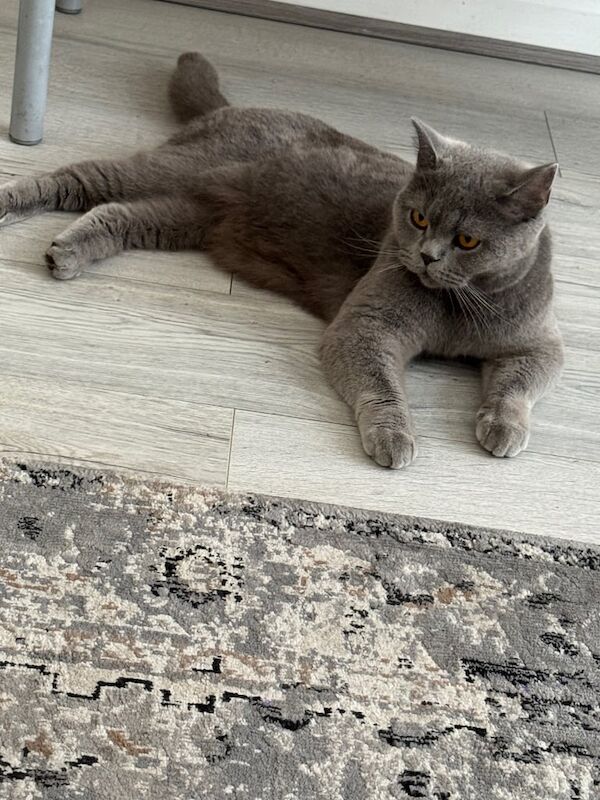 British Shorthair kittens for sale in Moseley, West Midlands – 4 years old - Image 2 of 3