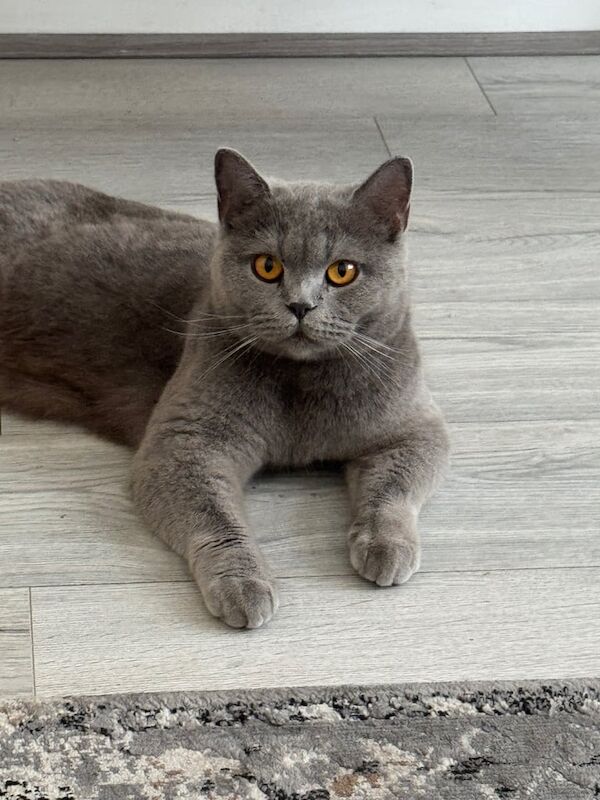British Shorthair kittens for sale in Moseley, West Midlands – 4 years old - Image 3 of 3