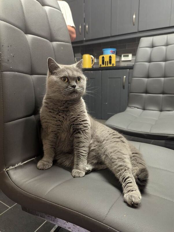 British Shorthair kittens for sale in Sutton Coldfield, West Midlands – 1 year old