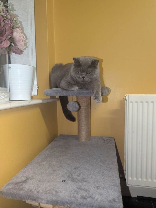 British Shorthair kittens for sale in Sutton Coldfield, West Midlands – 1 year old - Image 2 of 4