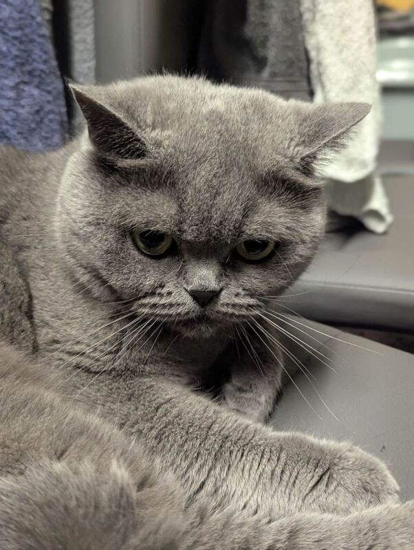 British Shorthair kittens for sale in Sutton Coldfield, West Midlands – 1 year old - Image 3 of 4