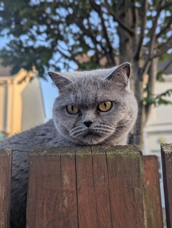 British Shorthair kittens for sale in Sutton Coldfield, West Midlands – 1 year old - Image 4 of 4