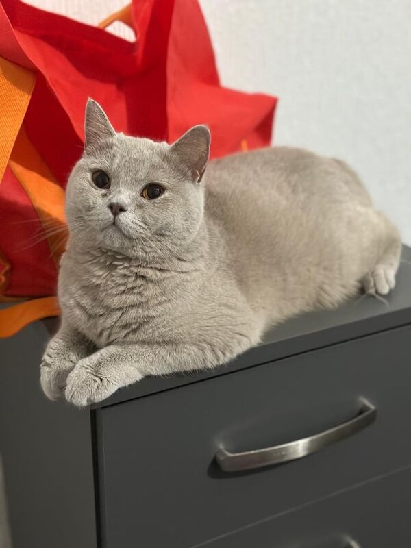 British Shorthair kittens for sale in Handsworth Wood, West Midlands – 1 year old
