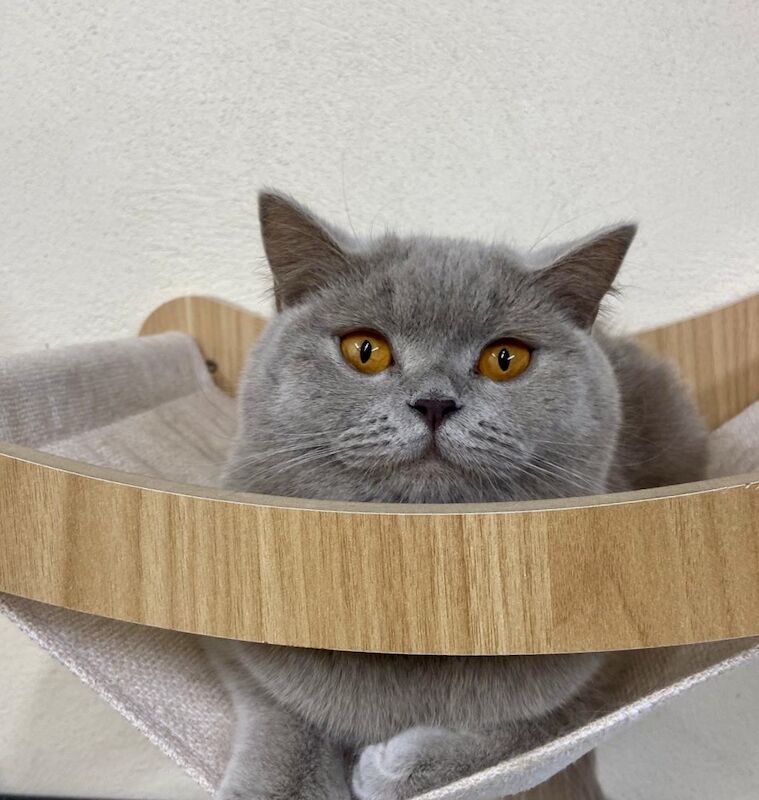 British Shorthair kittens for sale in Bradford, West Yorkshire – 1 year old