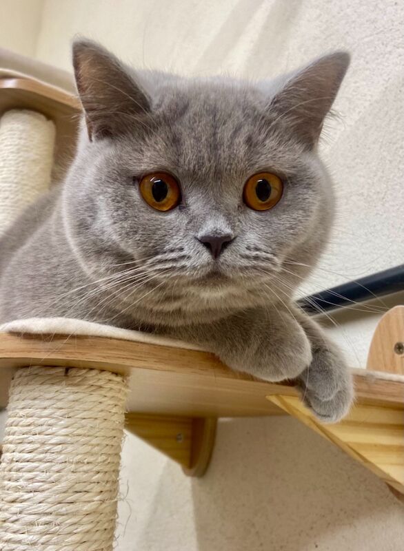 British Shorthair kittens for sale in Bradford, West Yorkshire – 1 year old - Image 2 of 3