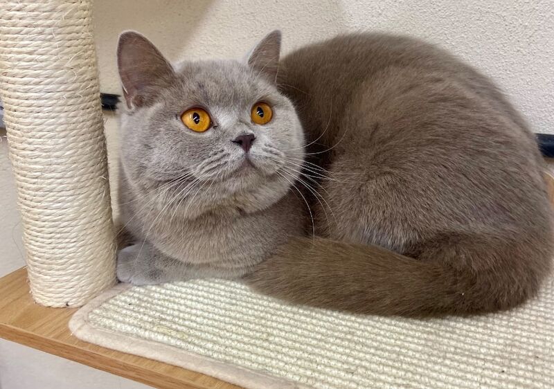 British Shorthair kittens for sale in Bradford, West Yorkshire – 1 year old - Image 3 of 3