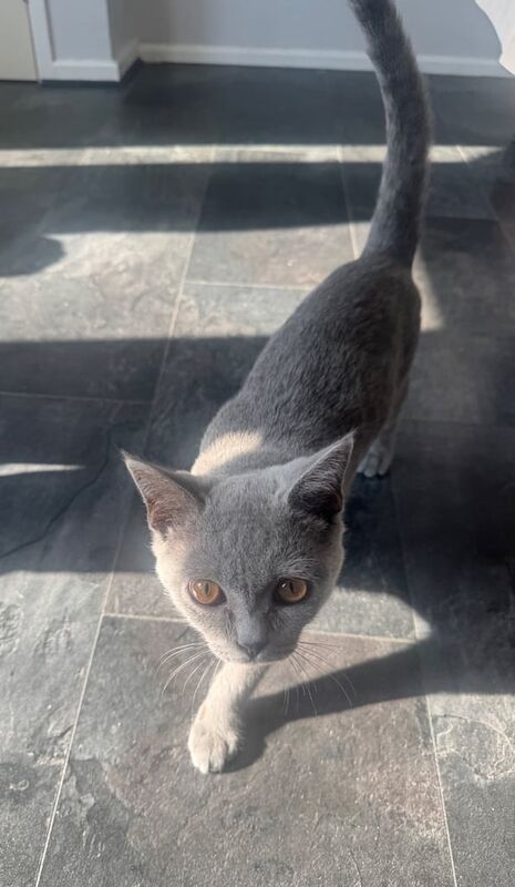 British Shorthair For Sale in High Wycombe, Buckinghamshire