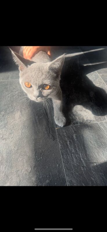 British Shorthair For Sale in High Wycombe, Buckinghamshire | Image 2