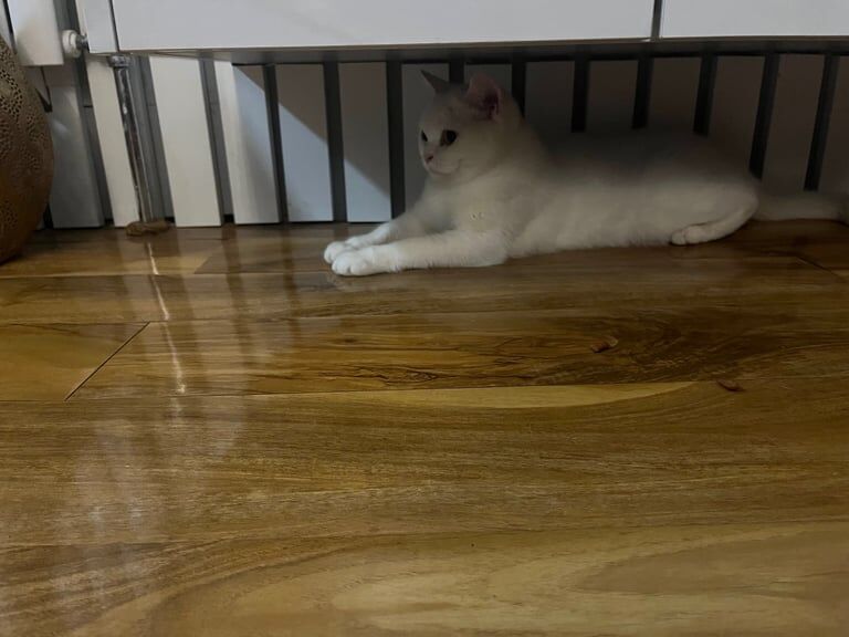 British Shorthair kittens for sale in Heathrow, London – 1 year old