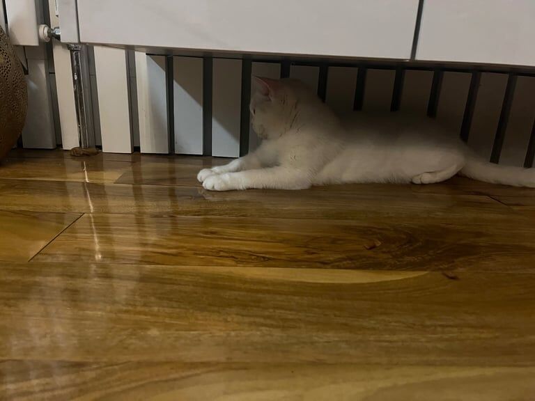British Shorthair kittens for sale in Heathrow, London – 1 year old - Image 3 of 3