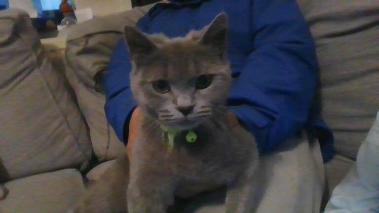 British Shorthair Kittens For Sale