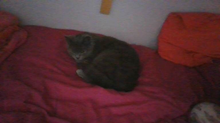 British shorthair for sale - Image 2 of 5