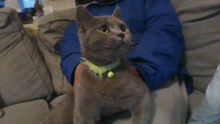 British shorthair for sale - Image 3 of 5