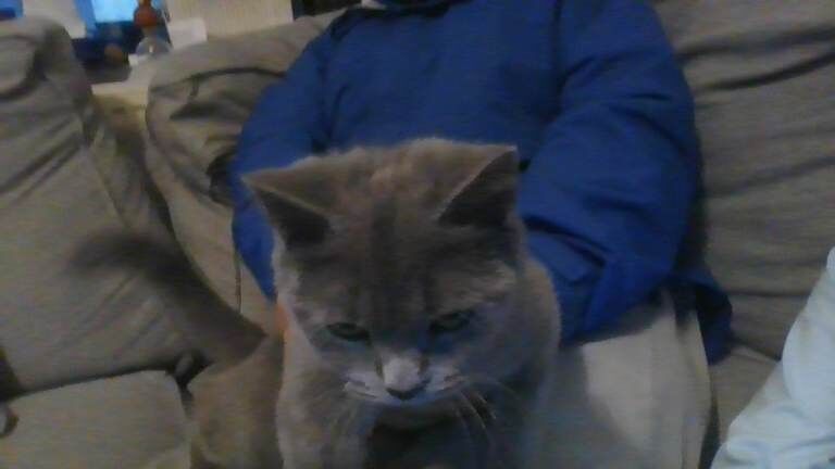 British shorthair for sale - Image 4 of 5