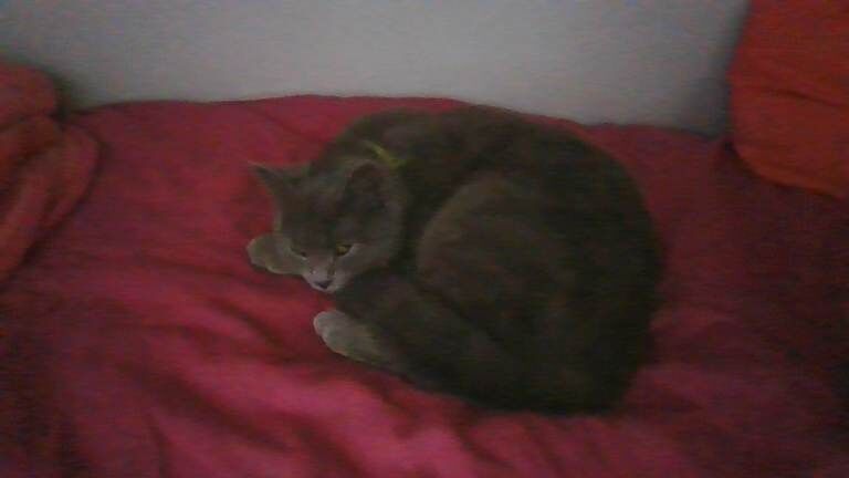 British shorthair for sale - Image 5 of 5