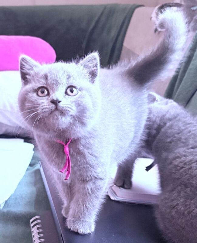 British Shorthair from Pedigree Family 2 left