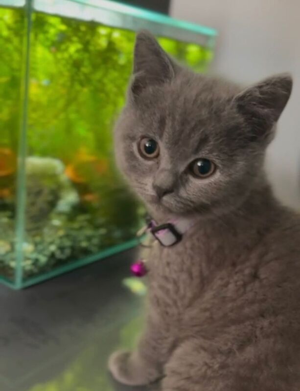 British Shorthair kittens for sale in Milton Keynes, Buckinghamshire – 10 months old