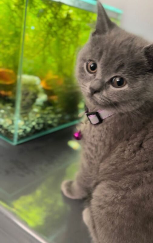 British Shorthair kittens for sale in Milton Keynes, Buckinghamshire – 10 months old - Image 2 of 3