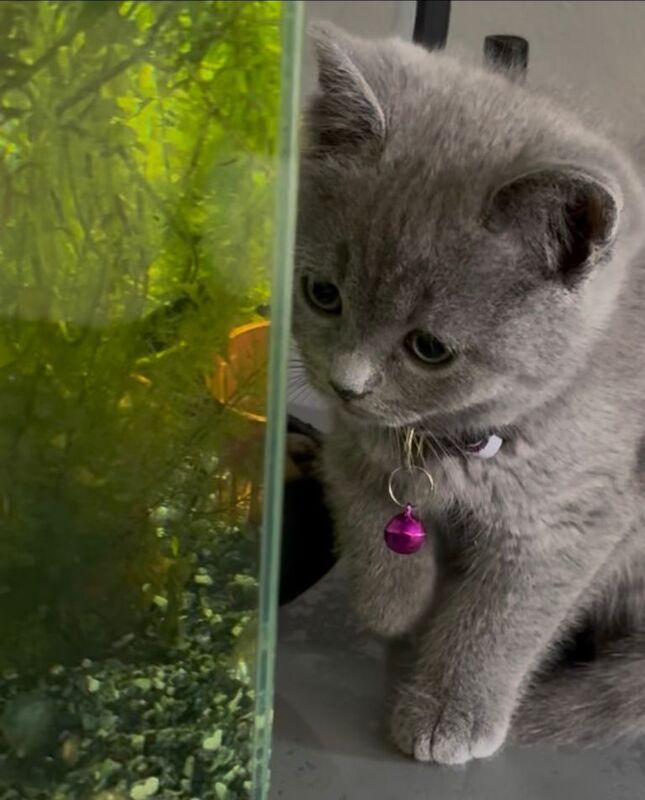 British Shorthair kittens for sale in Milton Keynes, Buckinghamshire – 10 months old - Image 3 of 3