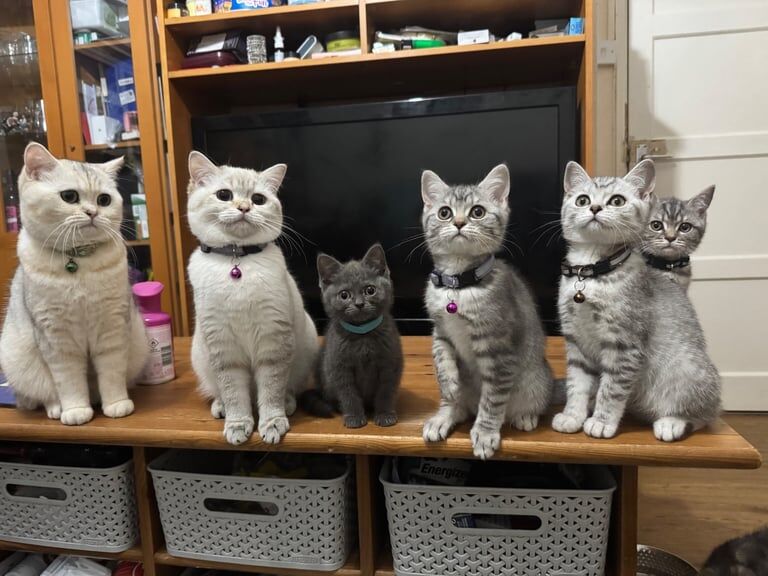 British Shorthair kittens for sale in Waterbeach, Cambridgeshire – 1 year old