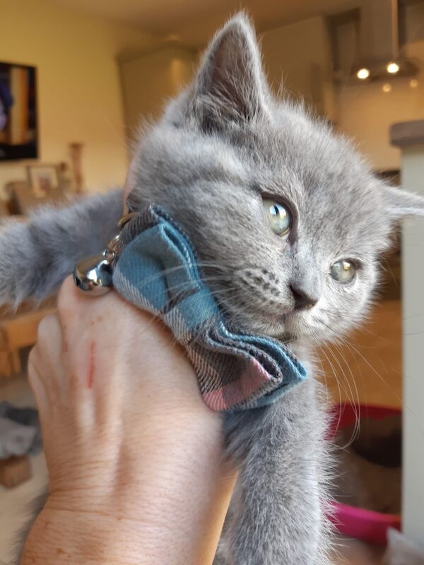 British shorthair GCCFI registered kittens for sale in Craigavon, County Armagh