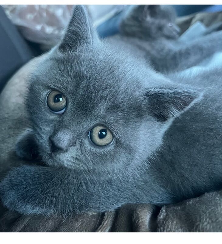 British Shorthair kittens for sale in Romford, Greater London – 6 months old