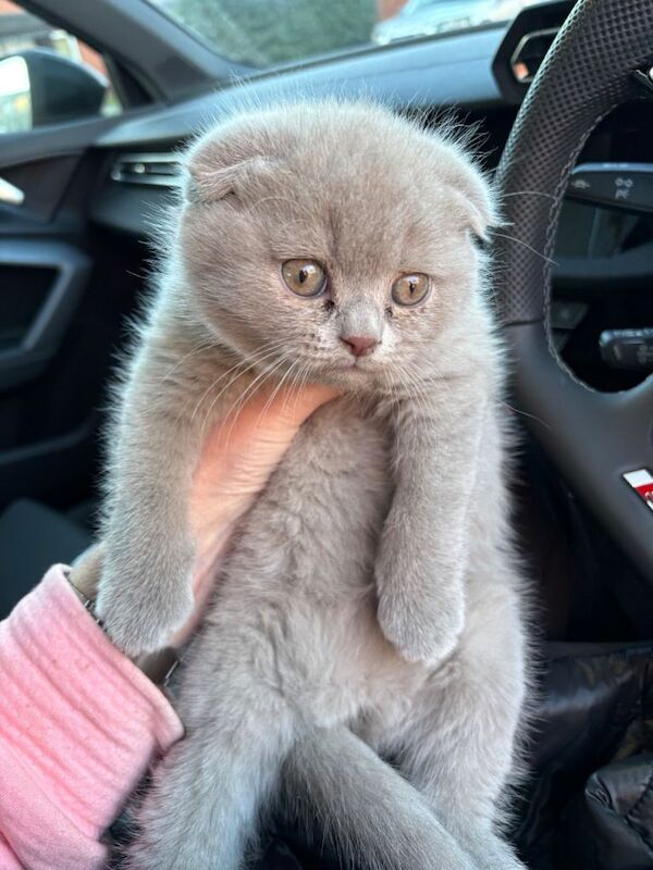 British Shorthair kittens for sale in Woolston, Cheshire – 9 weeks old