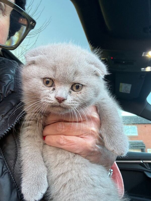 British Shorthair Grey 12 week old kitten with folded ears - Image 2 of 2
