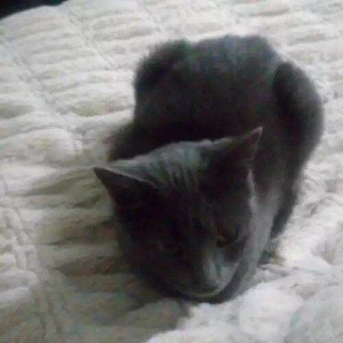 British shorthair grey cat seeking forever home - Image 2 of 5
