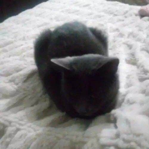 British shorthair grey cat seeking forever home - Image 3 of 5