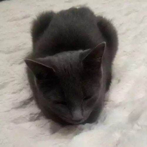 British shorthair grey cat seeking forever home - Image 5 of 5