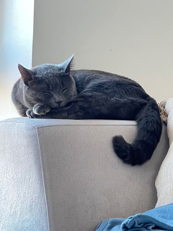 British Shorthair kittens for sale in Surrey Quays, Greater London – 1 year old - Image 2 of 3