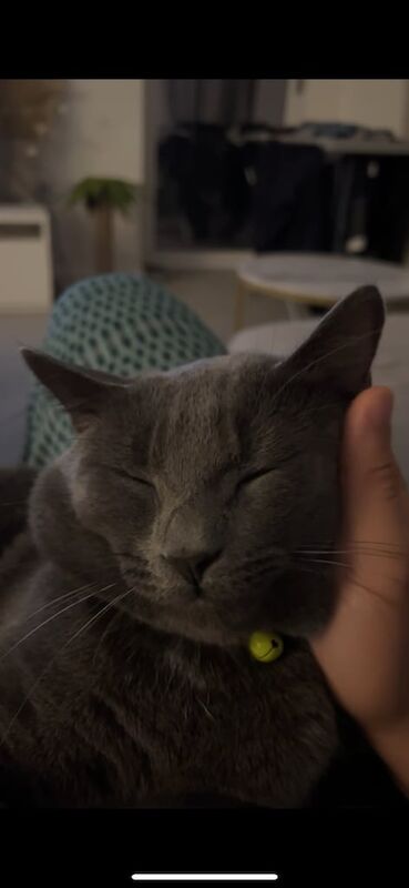 British Shorthair kittens for sale in Surrey Quays, Greater London – 1 year old - Image 3 of 3