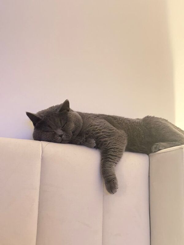 British Shorthair kittens for sale in Bolton, Greater Manchester – 1 year old - Image 2 of 4