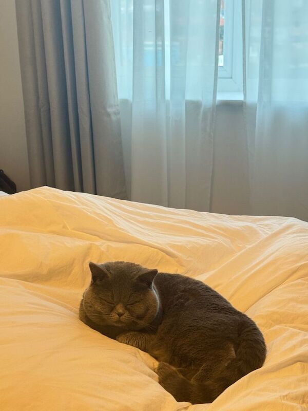 British Shorthair kittens for sale in Bolton, Greater Manchester – 1 year old - Image 3 of 4