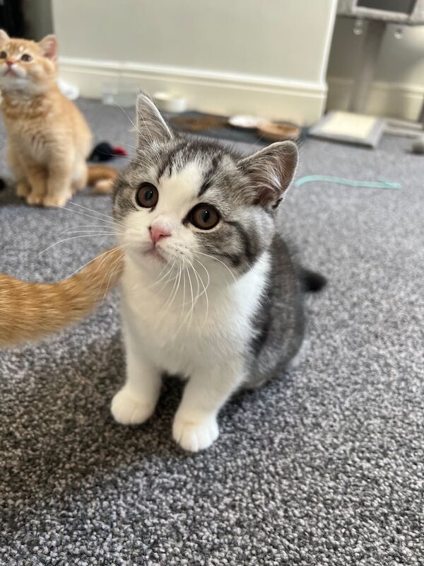 British shorthair kitten for sale in Middlesbrough, North Yorkshire