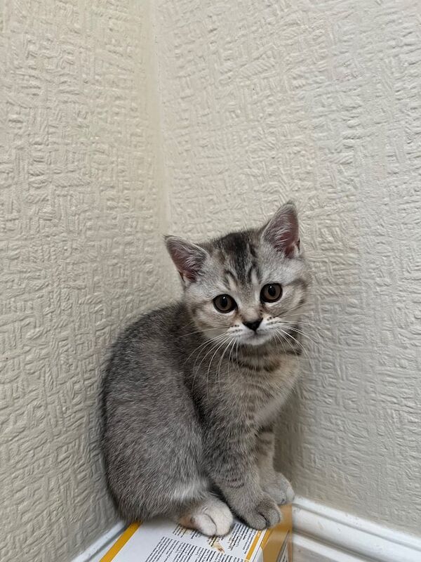 British shorthair kitten for sale in Middlesbrough, North Yorkshire | Image 2