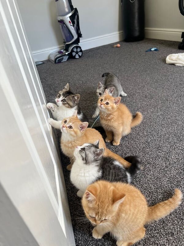 British shorthair kitten for sale in Middlesbrough, North Yorkshire | Image 3